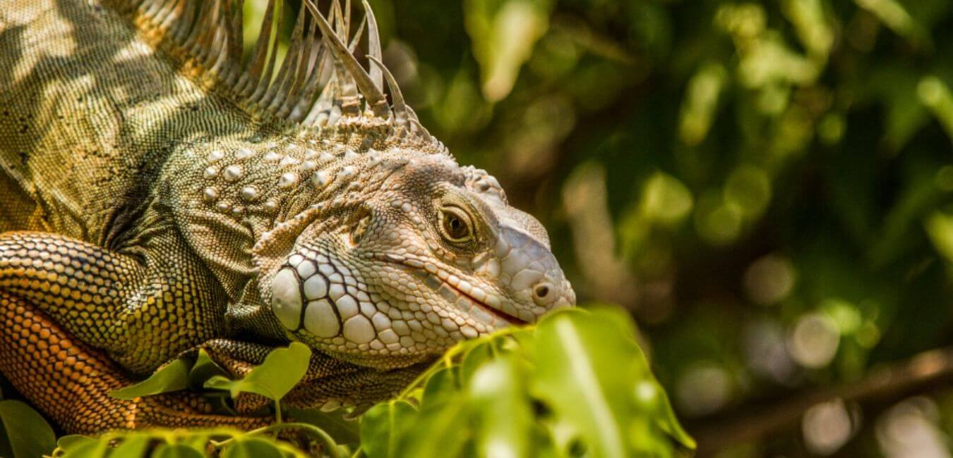 Avistamiento de Ballenas en Colombia
