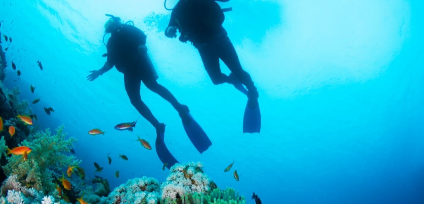 Avistamiento de Ballenas en Colombia