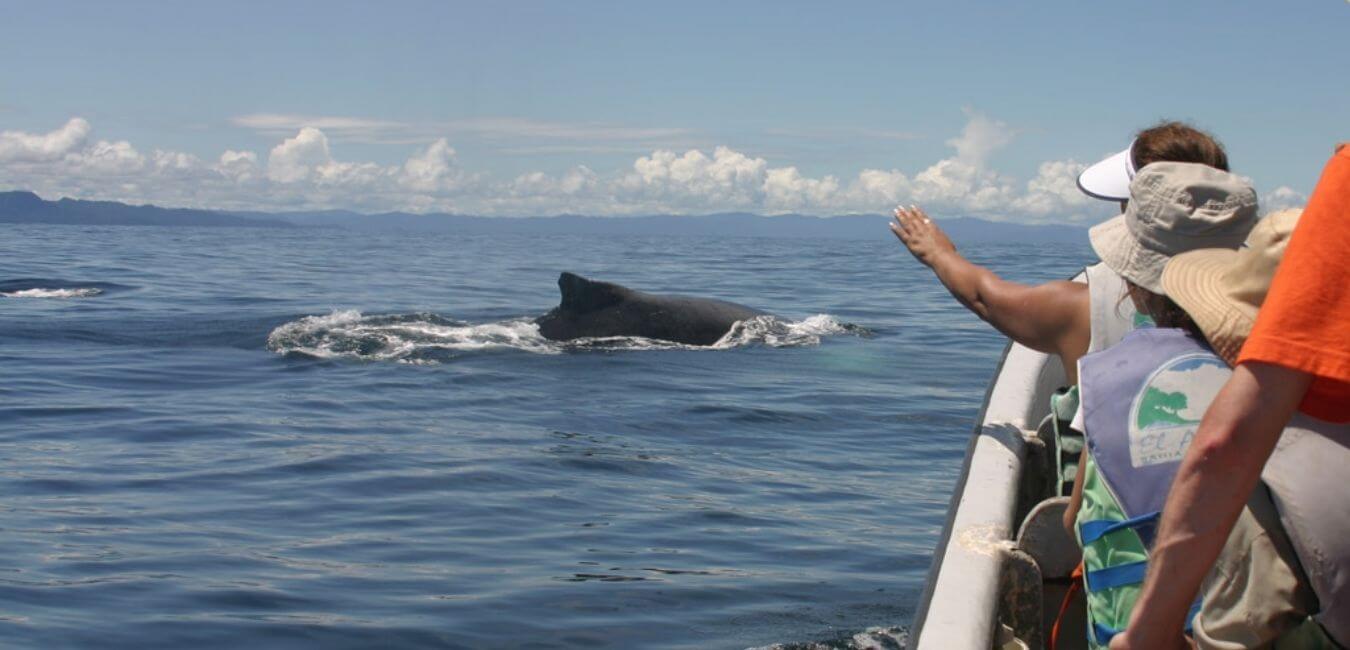 Avistamiento de Ballenas