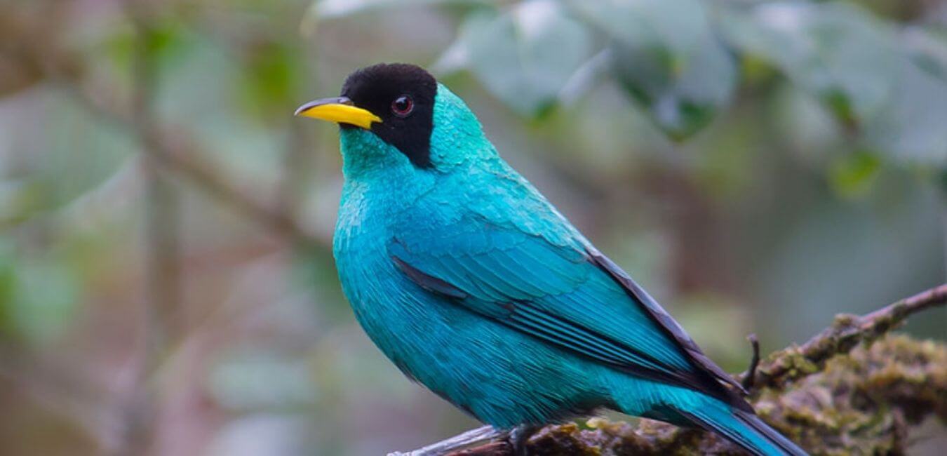 Viajar a Bahía Solano