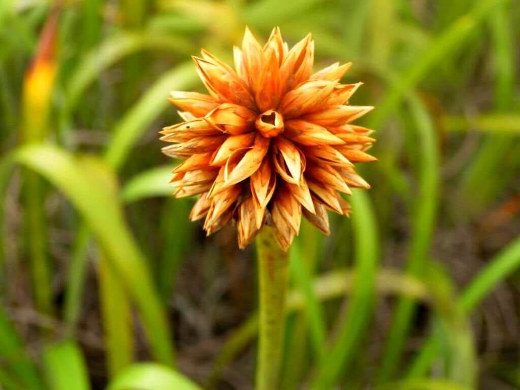 Los Cerros de Mavecure