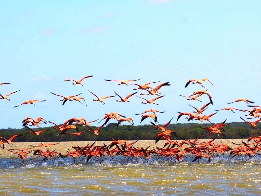 Tour a Camarones - SFF Los Flamencos