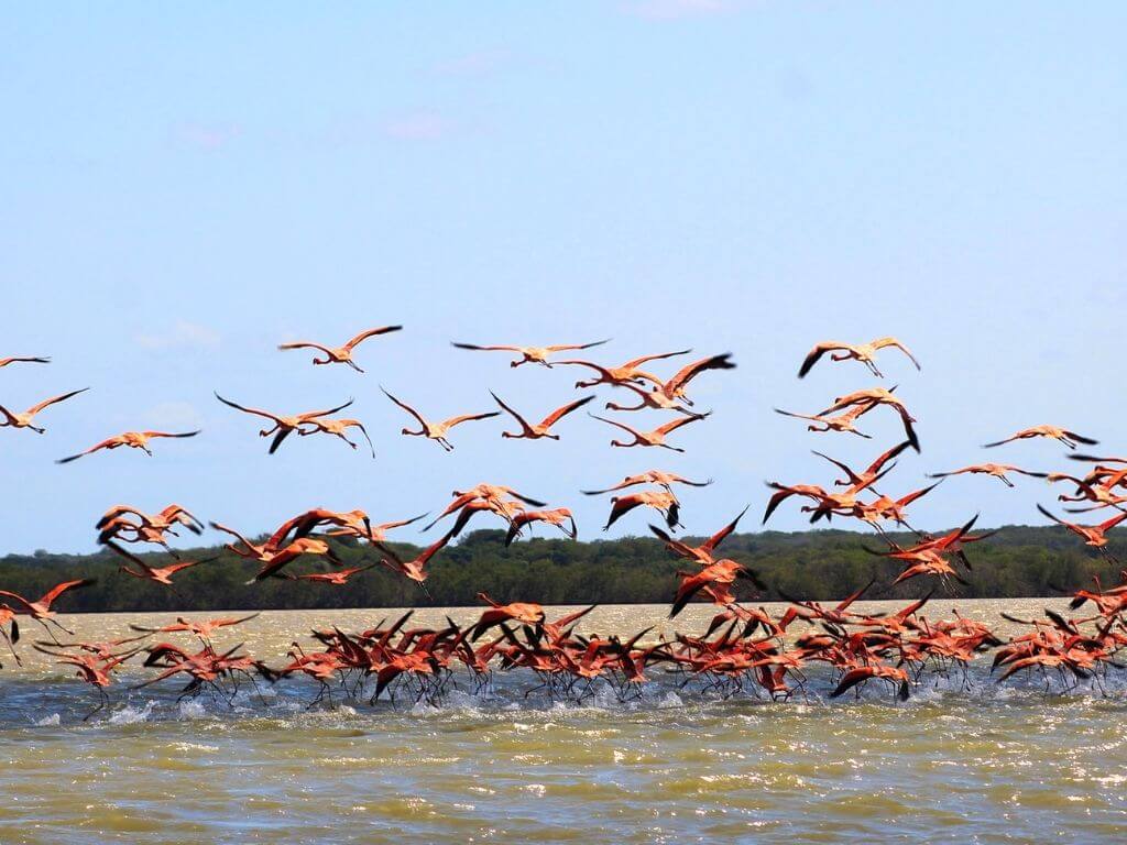 Tour a Camarones - SFF Los Flamencos