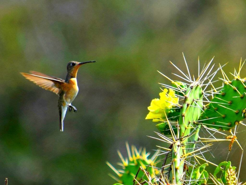 Tour a Camarones - SFF Los Flamencos