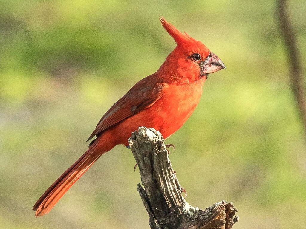 Tour a Camarones - SFF Los Flamencos