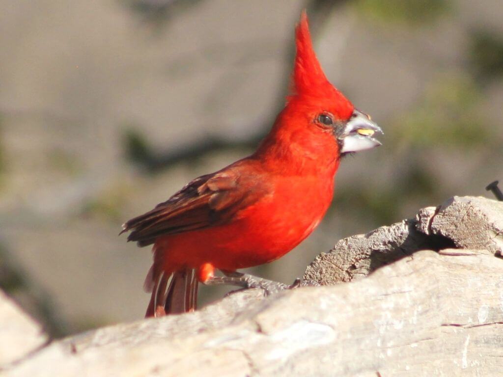 Tour a Camarones - SFF Los Flamencos