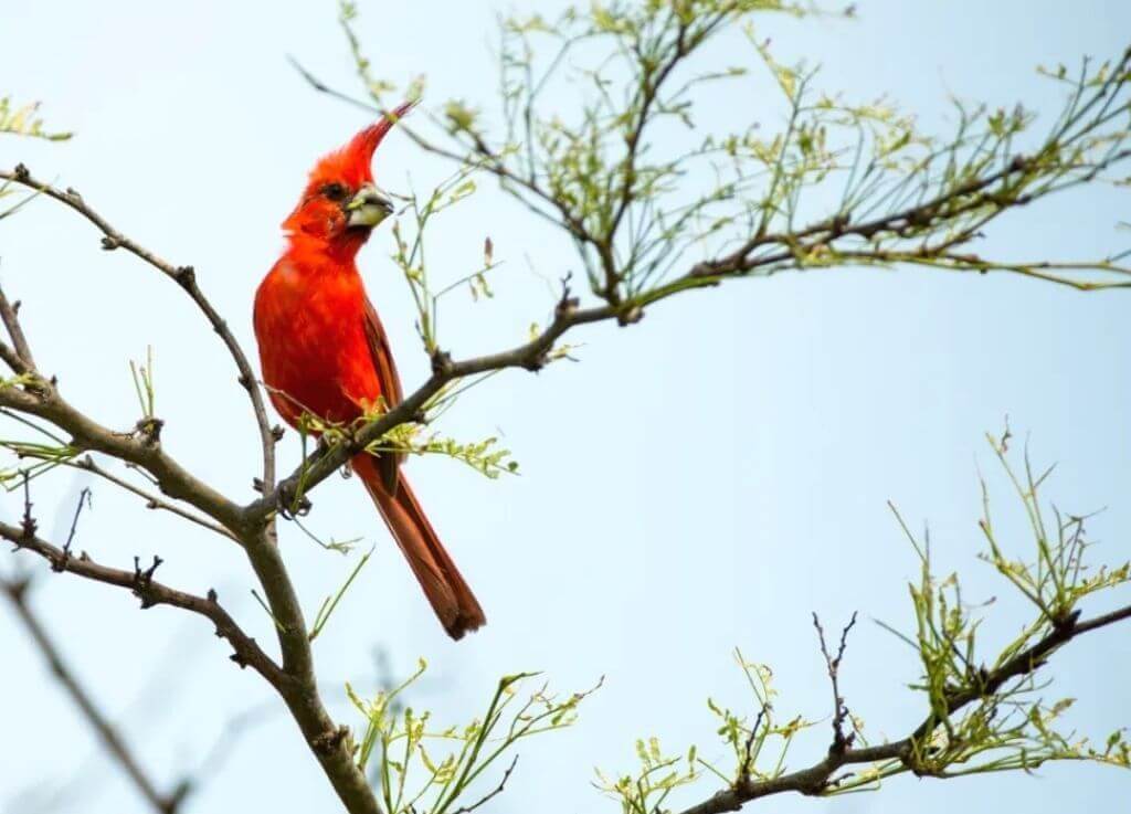 Tour a Camarones - SFF Los Flamencos