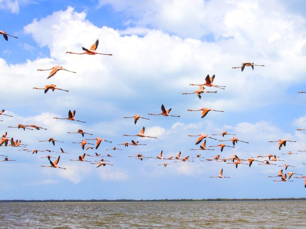 Tour a Camarones - SFF Los Flamencos