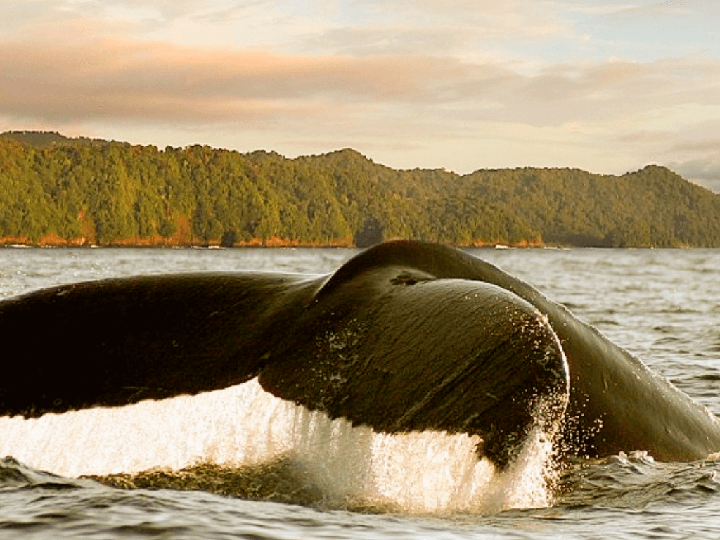 Avistamiento De Ballenas En Bahía Solano | Todo Incluido