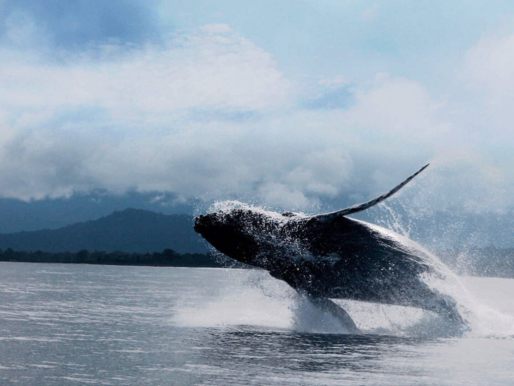 Avistamiento de Ballenas en Bahía Solano | Todo incluido