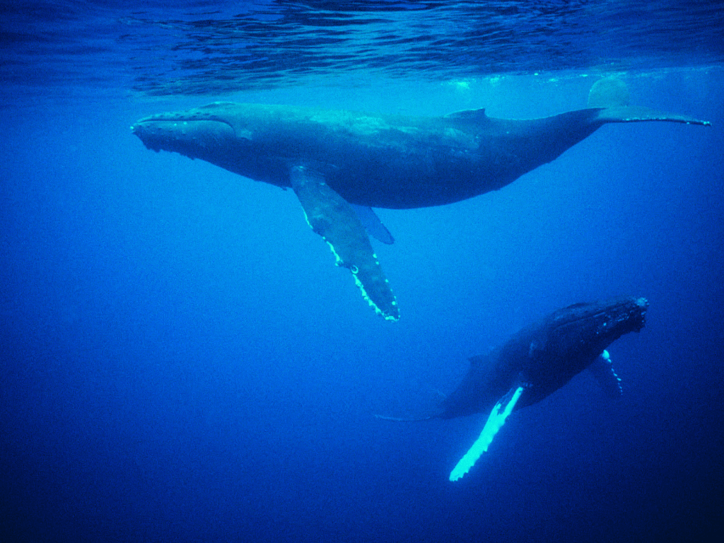 Avistamiento de Ballenas en Isla Gorgona