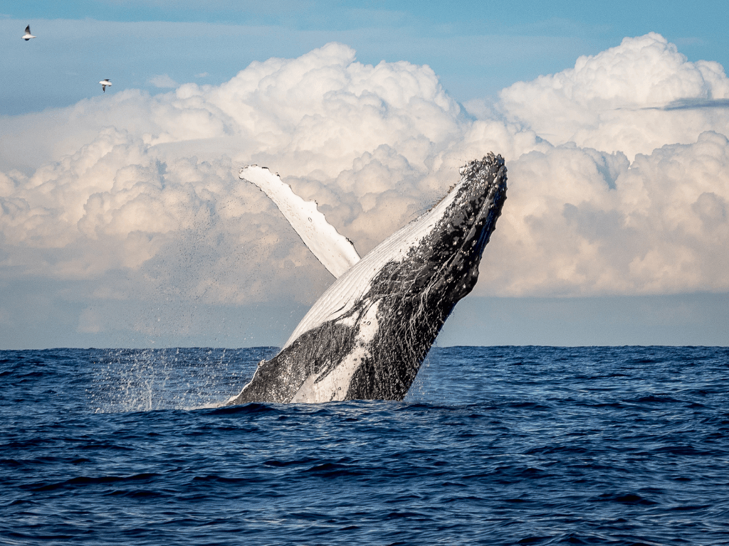 Avistamiento de Ballenas en Isla Gorgona