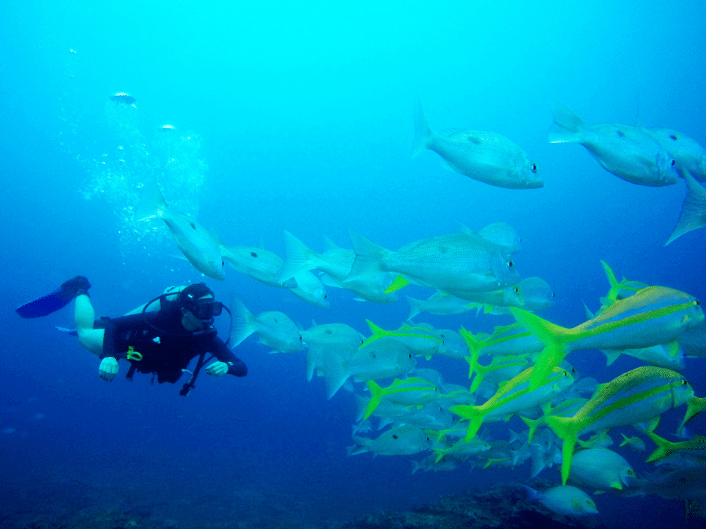 Buceo en Gorgona Colombia