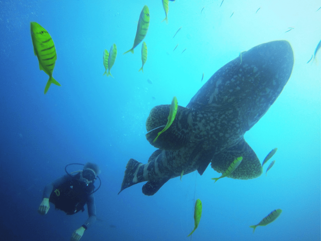 Buceo en Gorgona Colombia
