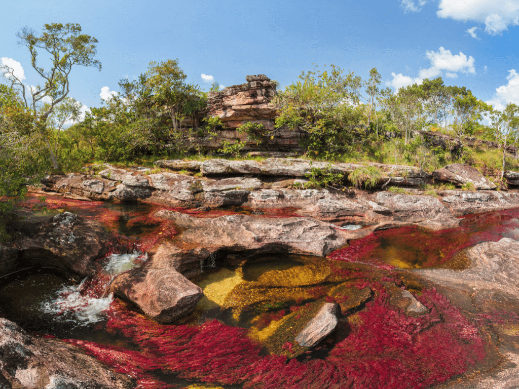 Caño Cristales abre sus puertas