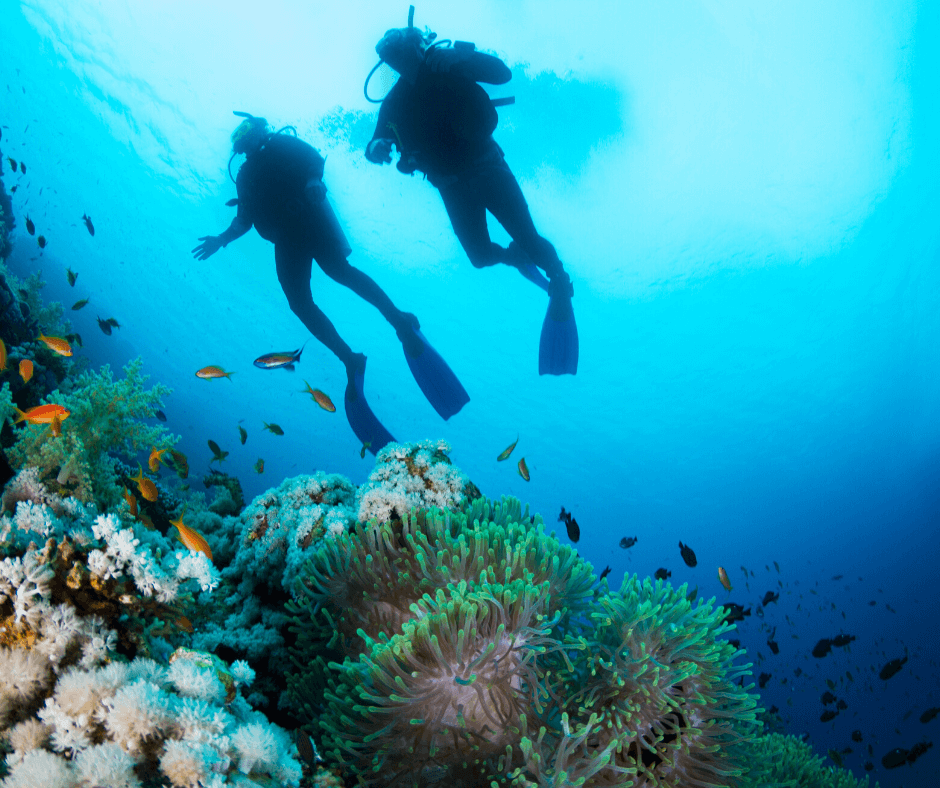 Avistamiento de Ballenas en Isla Gorgona