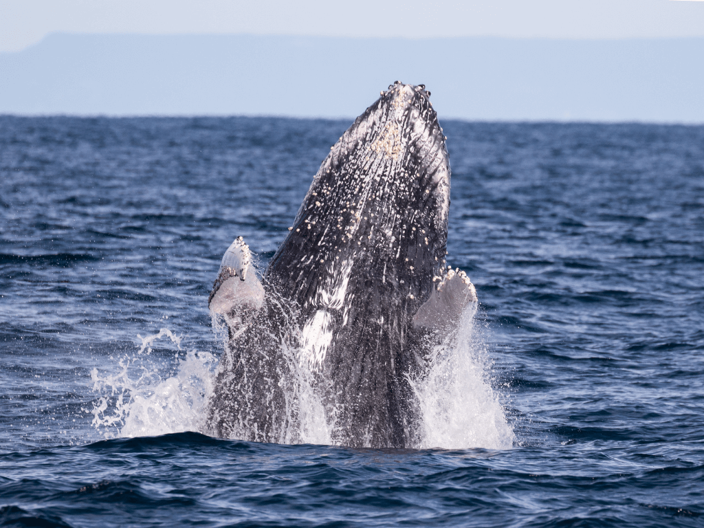 Viajes y Tours en Gorgona