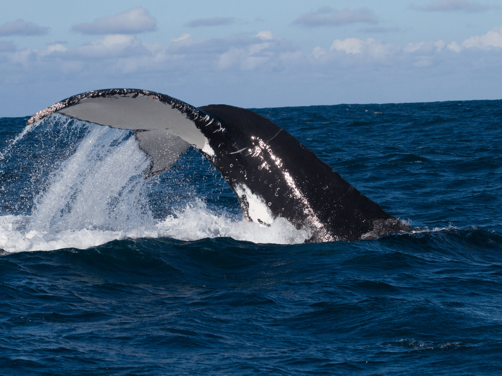 Avistamiento de Ballenas en Isla Gorgona