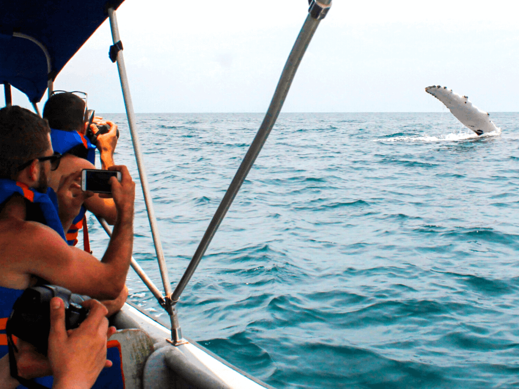 Avistamiento De Ballenas En Bahía Solano | Todo Incluido