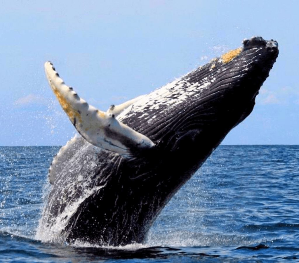 Avistamiento de Ballenas en Bahía Málaga