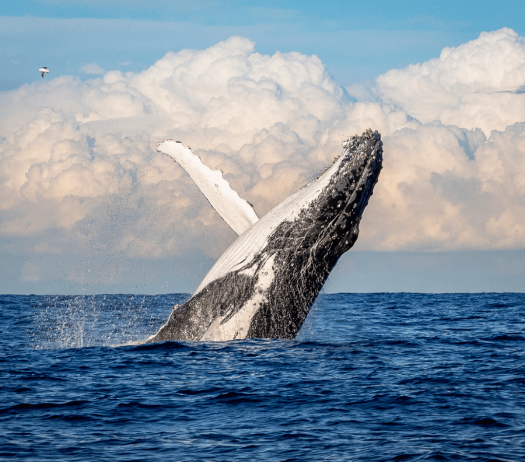 Avistamiento de Ballenas en el Pacífico