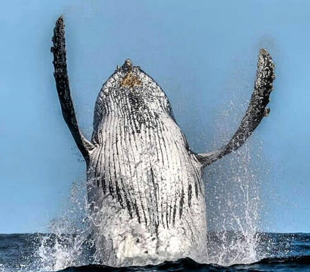 Viajes y tours en Nuquí